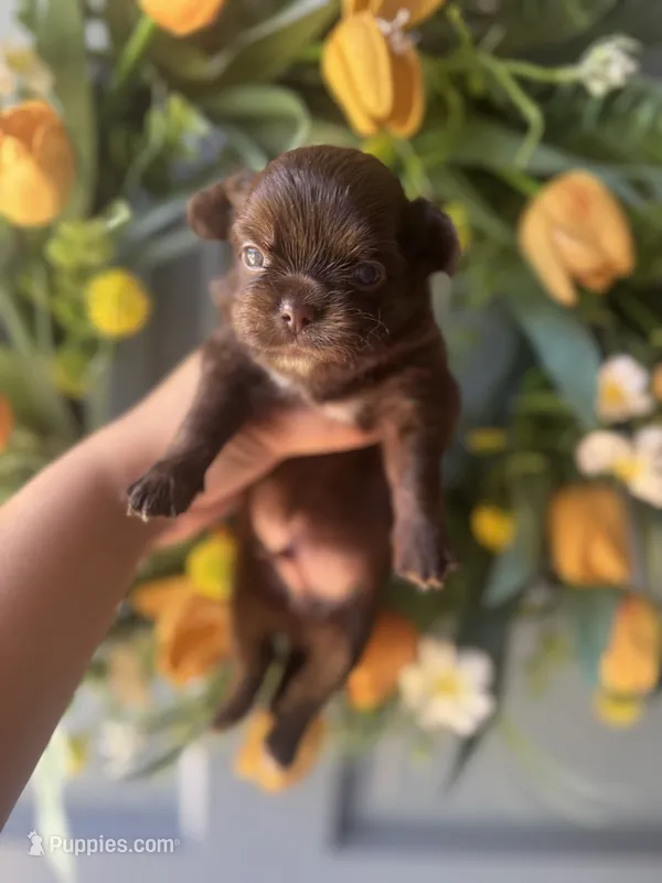 Zachary – Chihuahua puppy for sale in Glastonbury, CT