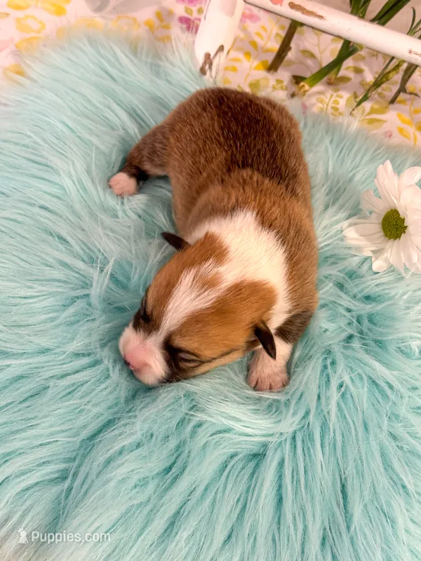 Alfredo – Pembroke Welsh Corgi puppy for sale in Glastonbury, CT