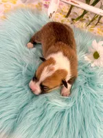 Alfredo, a male Pembroke Welsh Corgi for sale in Glastonbury, CT – 1 of 5