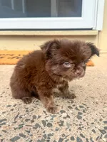 Zachary, a male Chihuahua for sale in Glastonbury, CT – 9 of 9