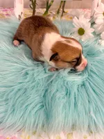 Alfredo, a male Pembroke Welsh Corgi for sale in Glastonbury, CT – 4 of 5