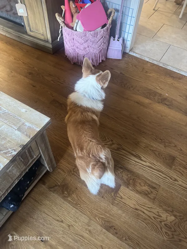 Finn – Pembroke Welsh Corgi puppy for sale in Glastonbury, CT