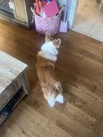 Finn, a male Pembroke Welsh Corgi for sale in Glastonbury, CT – 1 of 9