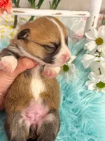 Penne, a female Pembroke Welsh Corgi for sale in Glastonbury, CT – 5 of 5