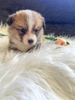 Fettucine ( Fat Boy ), a male Pembroke Welsh Corgi for sale in Glastonbury, CT – 7 of 7