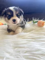 Tortellini , a male Pembroke Welsh Corgi for sale in Glastonbury, CT – 2 of 6