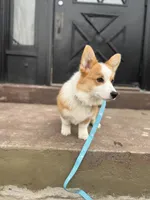Finn, a male Pembroke Welsh Corgi for sale in Glastonbury, CT – 7 of 9