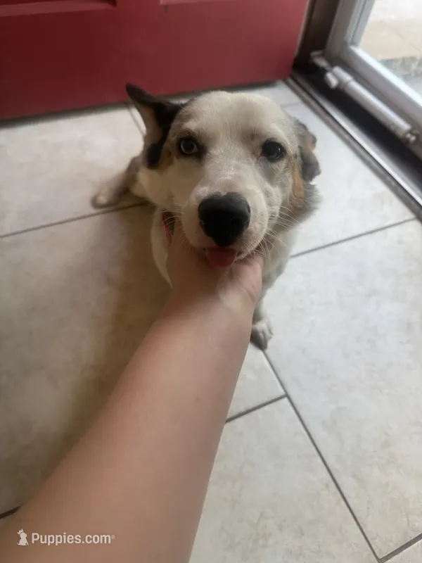 Monica – Pembroke Welsh Corgi puppy for sale in Glastonbury, CT