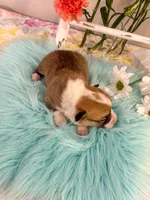 Alfredo, a male Pembroke Welsh Corgi for sale in Glastonbury, CT – 3 of 5