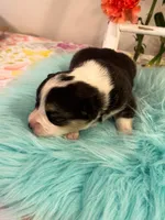Tortellini , a male Pembroke Welsh Corgi for sale in Glastonbury, CT – 3 of 4