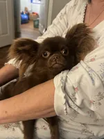 Teddy, a male Chihuahua for sale in Glastonbury, CT – 3 of 5