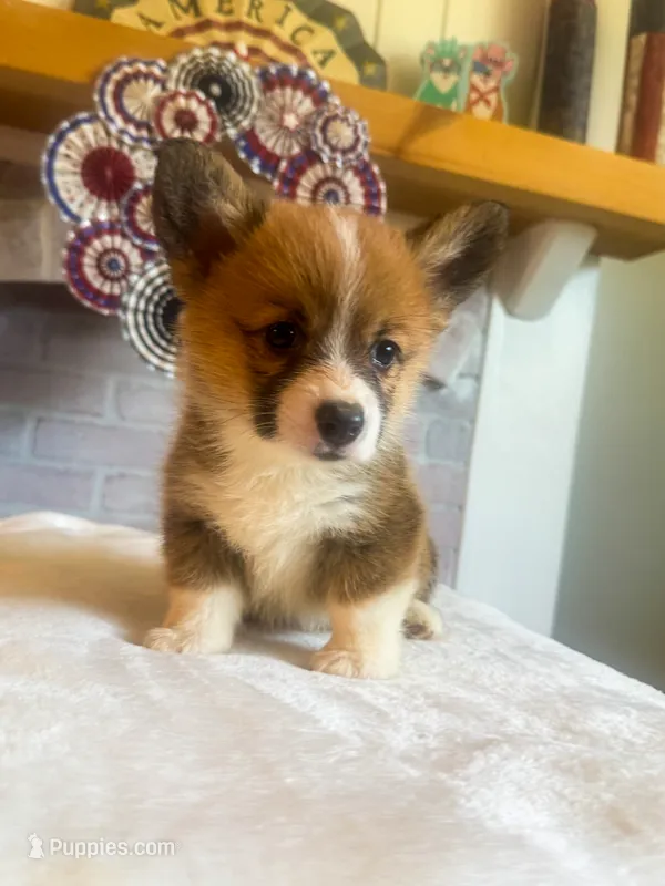 Penne – Pembroke Welsh Corgi puppy for sale in Glastonbury, CT