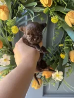 Zuri, a female Chihuahua for sale in Glastonbury, CT – 2 of 10