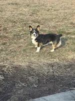 Daisy, a female Pembroke Welsh Corgi for sale in Glastonbury, CT – 4 of 5
