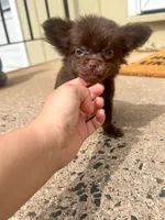 Zen, a male Chihuahua for sale in Glastonbury, CT – 2 of 5