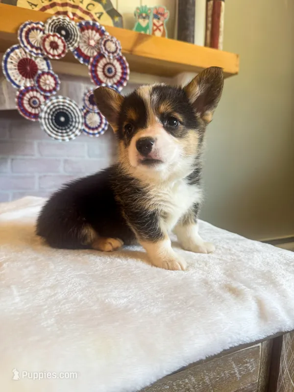 Tortellini  – Pembroke Welsh Corgi puppy for sale in Glastonbury, CT
