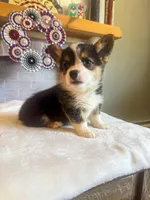 Tortellini , a male Pembroke Welsh Corgi for sale in Glastonbury, CT – 1 of 6