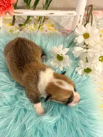 Alfredo, a male Pembroke Welsh Corgi for sale in Glastonbury, CT – 5 of 5