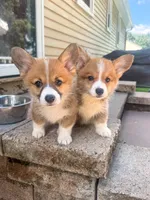 Fettucine ( Fat Boy ), a male Pembroke Welsh Corgi for sale in Glastonbury, CT – 3 of 10