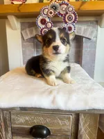 Tortellini , a male Pembroke Welsh Corgi for sale in Glastonbury, CT – 6 of 6