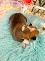 Penne, a female Pembroke Welsh Corgi for sale in Glastonbury, CT – 4 of 5