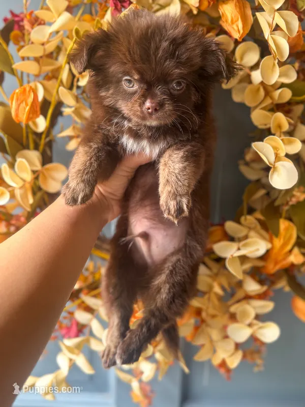 Zachary – Chihuahua puppy for sale in Glastonbury, CT