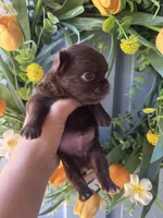 Zen, a male Chihuahua for sale in Glastonbury, CT – 2 of 9
