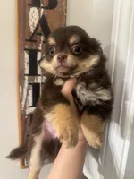 Woody Brown, a male Chihuahua for sale in Glastonbury, CT – 3 of 5