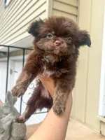 Zachary, a male Chihuahua for sale in Glastonbury, CT – 7 of 9