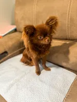 Teddy, a male Chihuahua for sale in Glastonbury, CT – 4 of 5