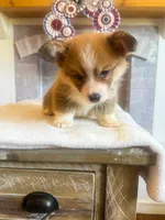 Fettucine ( Fat Boy ), a male Pembroke Welsh Corgi for sale in Glastonbury, CT – 10 of 10