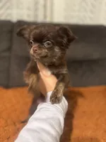 Chico, a male Chihuahua for sale in Glastonbury, CT – 6 of 6