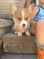 Fettucine ( Fat Boy ), a male Pembroke Welsh Corgi for sale in Glastonbury, CT – 2 of 10
