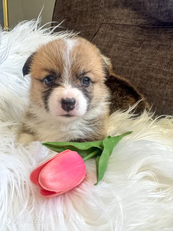 Penne – Pembroke Welsh Corgi puppy for sale in Glastonbury, CT