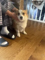 Finn, a male Pembroke Welsh Corgi for sale in Glastonbury, CT – 3 of 9