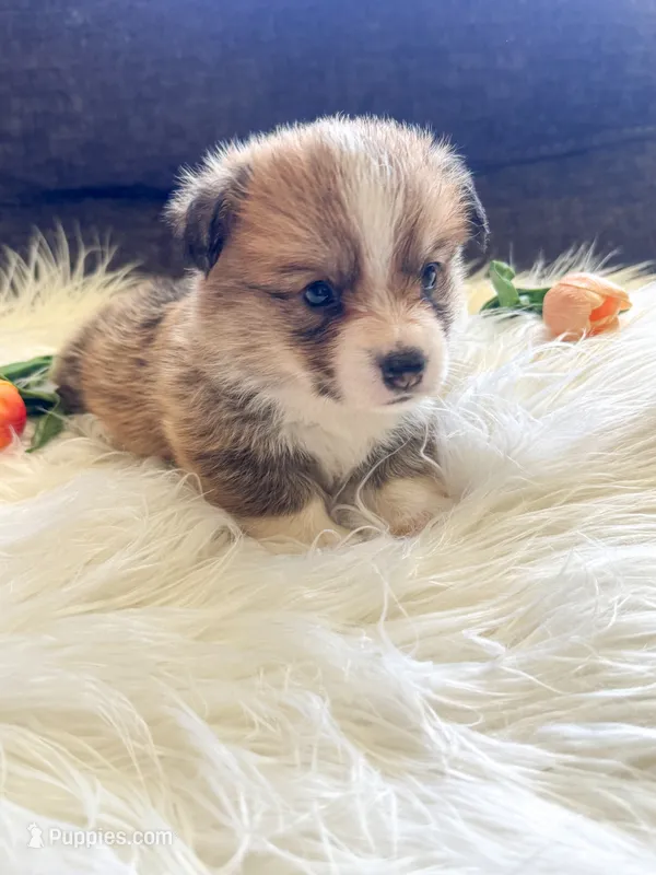 Fettucine ( Fat Boy ) – Pembroke Welsh Corgi puppy for sale in Glastonbury, CT