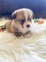 Fettucine ( Fat Boy ), a male Pembroke Welsh Corgi for sale in Glastonbury, CT – 1 of 7