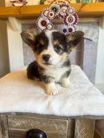 Tortellini , a male Pembroke Welsh Corgi for sale in Glastonbury, CT – 4 of 6