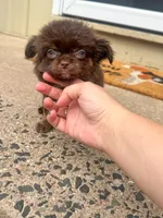 Zachary, a male Chihuahua for sale in Glastonbury, CT – 6 of 9