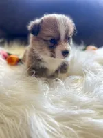 Fettucine ( Fat Boy ), a male Pembroke Welsh Corgi for sale in Glastonbury, CT – 5 of 7