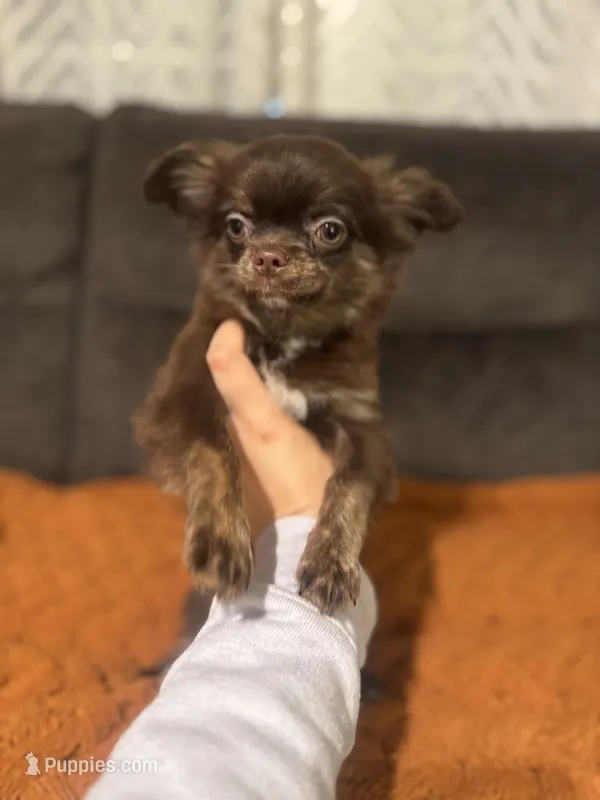 Chico – Chihuahua puppy for sale in Glastonbury, CT