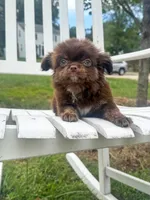 Zachary, a male Chihuahua for sale in Glastonbury, CT – 5 of 9