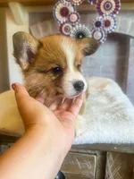 Fettucine ( Fat Boy ), a male Pembroke Welsh Corgi for sale in Glastonbury, CT – 8 of 10