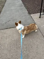 Finn, a male Pembroke Welsh Corgi for sale in Glastonbury, CT – 9 of 9
