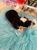 Tortellini , a male Pembroke Welsh Corgi for sale in Glastonbury, CT – 2 of 4