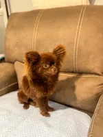 Teddy, a male Chihuahua for sale in Glastonbury, CT – 2 of 5