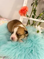 Fettucine, a male Pembroke Welsh Corgi for sale in Glastonbury, CT – 2 of 5