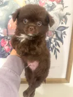 Benz, a male Chihuahua for sale in Glastonbury, CT – 2 of 5