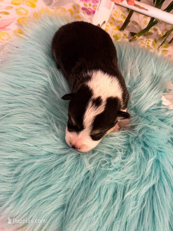 Tortellini  – Pembroke Welsh Corgi puppy for sale in Glastonbury, CT