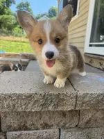 Fettucine ( Fat Boy ), a male Pembroke Welsh Corgi for sale in Glastonbury, CT – 1 of 10